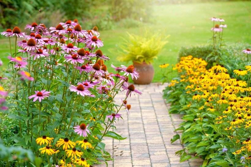 a bright summer garden with vibrant purple and yellow coneflowers in a flower border along a brick path