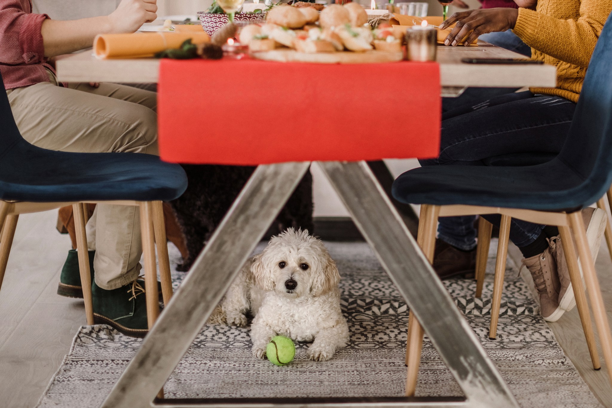 a white poodle with a tennis ball is lying on a decorative rug under a dinner table with a bright red runner while people are gathered around for a large feast