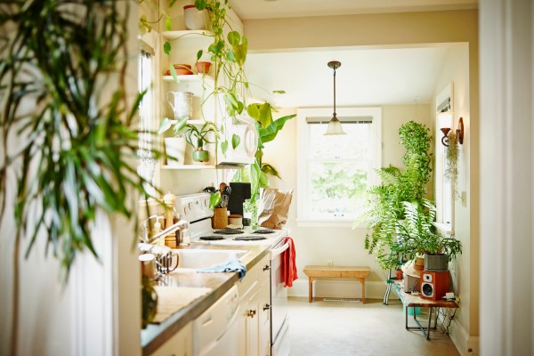 A light and bright kitchen with houseplants that will give a warm and cozy vibe year round.