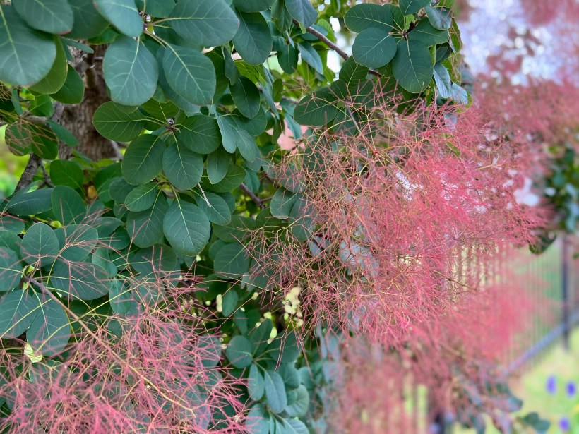 close up of a smoke tree continus coggygria pink blooms green leaves along a fence grow curb appeal