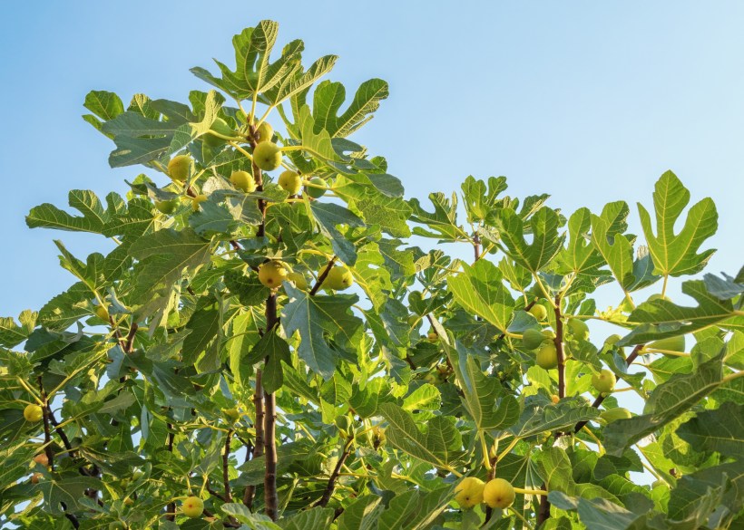 Branches of fig tree Ficus carica with green leaves and fruit against blue sky grow curb appeal