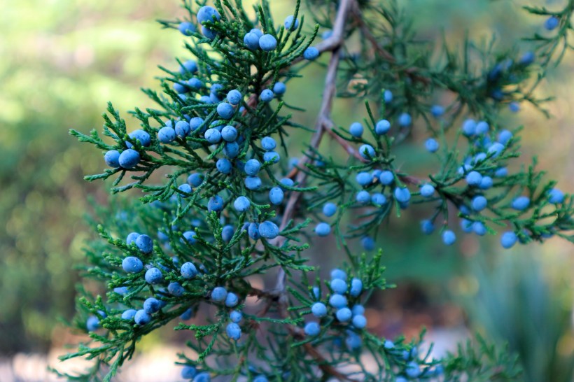 bright blue berries foliage and seeds of eastern red cedar tree Juniperus virginiana grow curb appeal