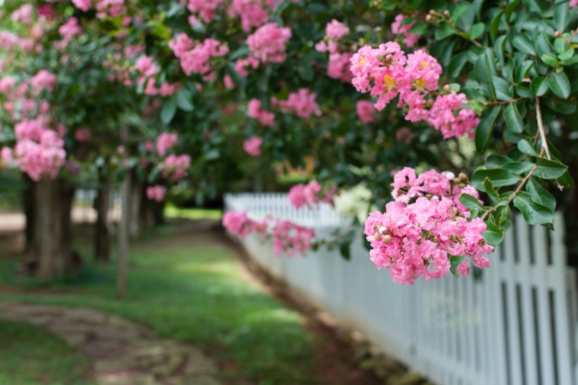Bright pink Crepe Myrtles Lagerstroemia in lush green grass with white picket fence grow curb appeal