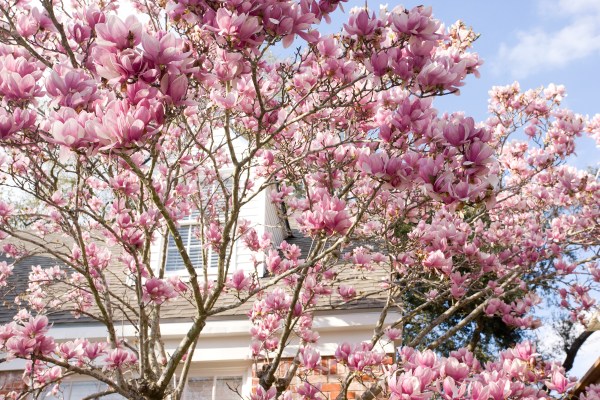 Pink flowers of magnolia-x-soulangeana saucer Japanese magnolia in front of a house grow curb appeal