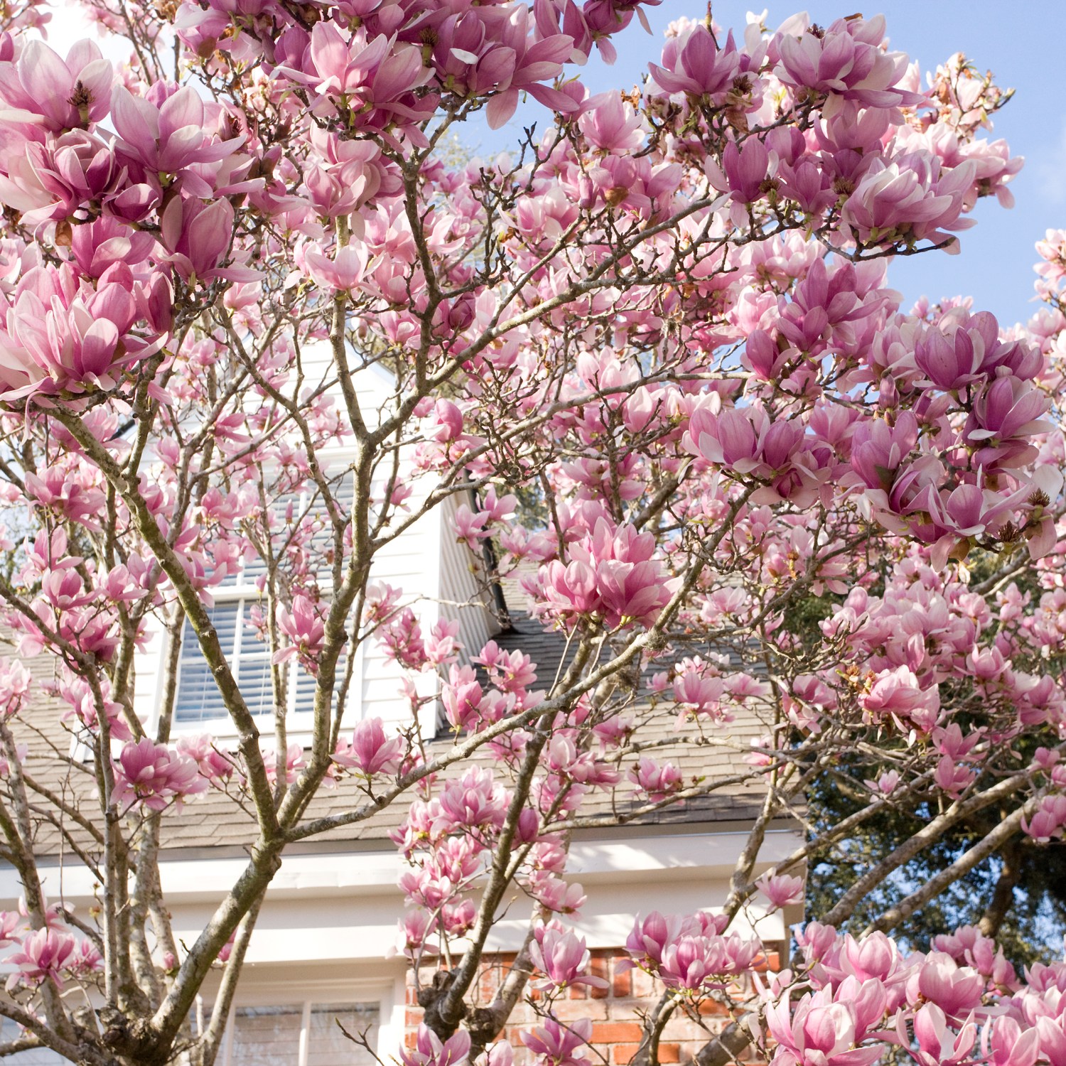 Pink flowers of magnolia-x-soulangeana saucer Japanese magnolia in front of a house grow curb appeal