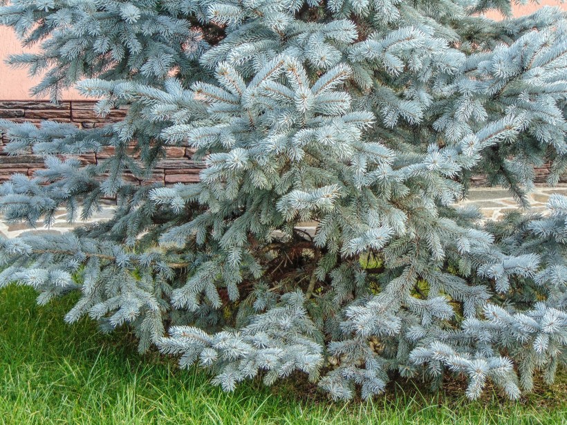 Colorado blue spruce tree picea pungens along a residential pathway grow curb appeal