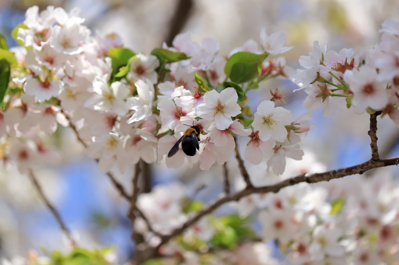 Japanese flowering cherry Yoshino Prunus × yedoensis tree pink & white blossoms with bee grow curb appeal