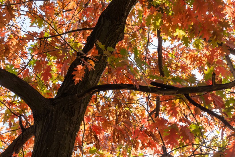 Trunk and branches of northern red oak quercus rubra tree with autumn leaves grow curb appeal