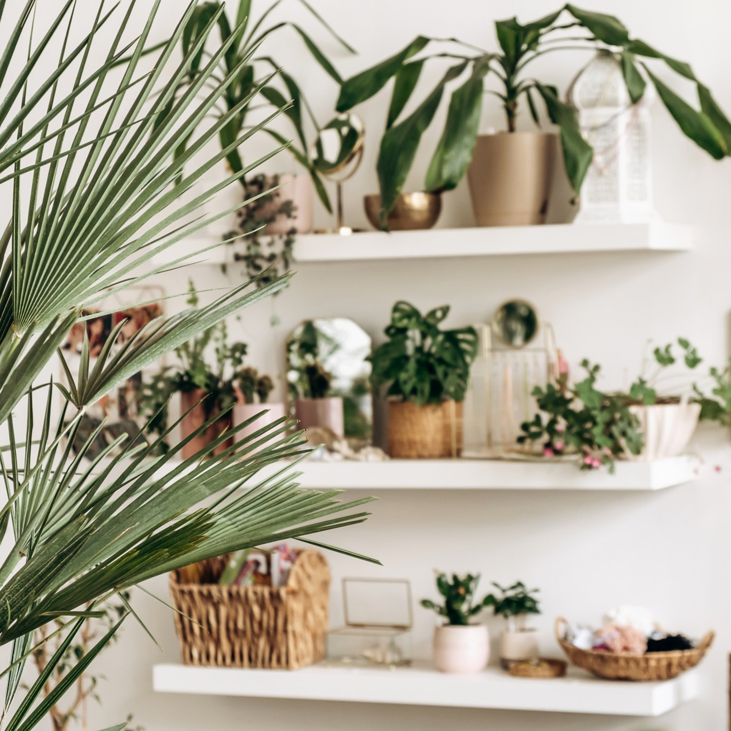 Variety of indoor house plants on wall shelves in a home with large plant in foreground show care