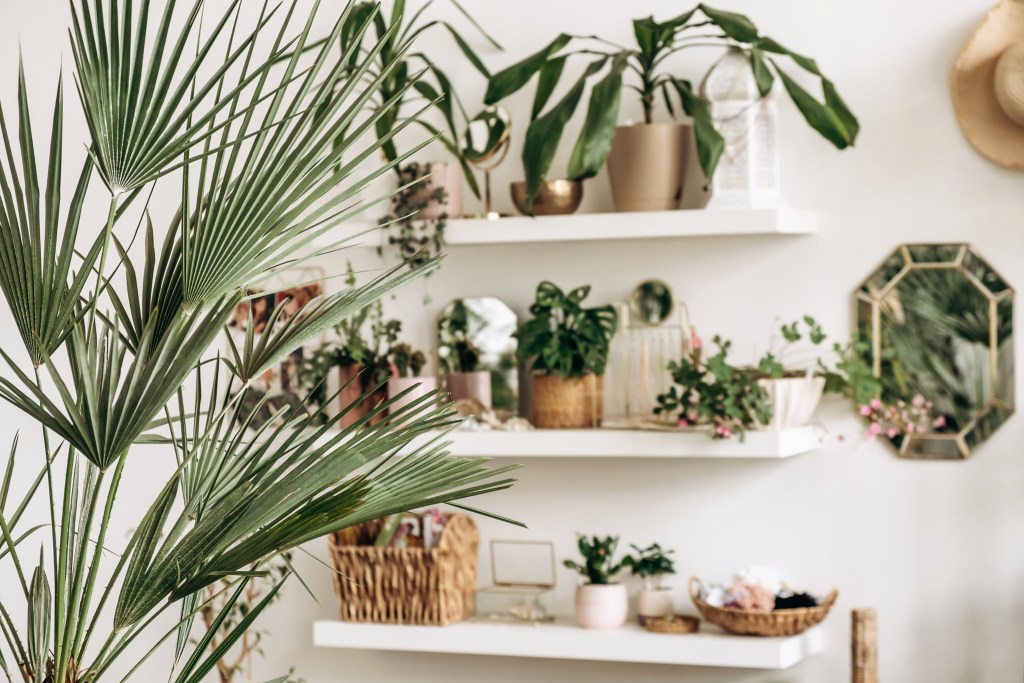 Variety of indoor house plants on wall shelves in a home with large plant in foreground show care