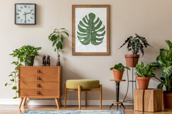 variety of well cared for Indoor houseplants in a stylish home living room with vintage furniture