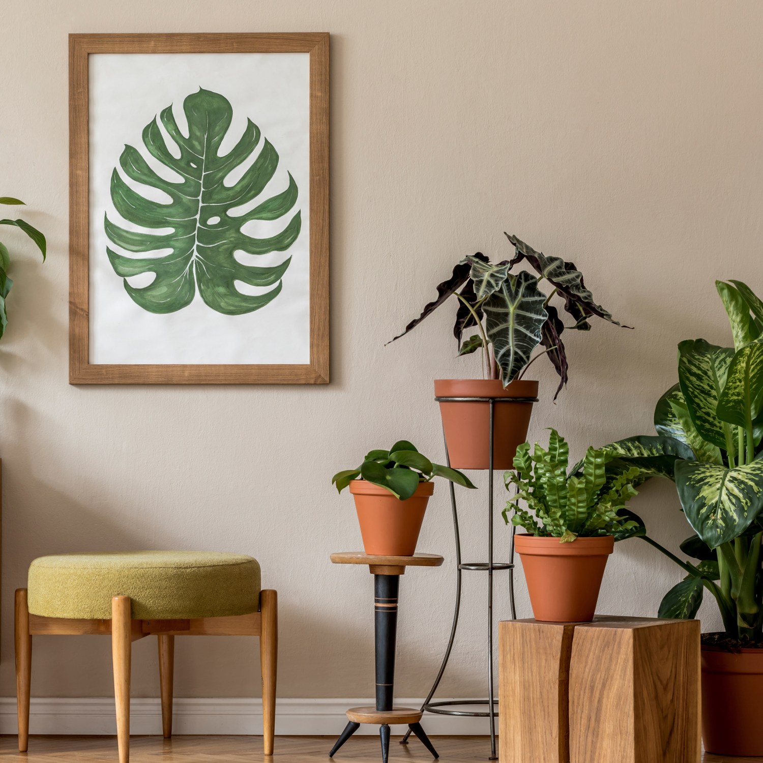 variety of well cared for Indoor houseplants in a stylish home living room with vintage furniture