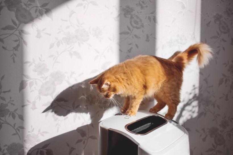 Curious ginger cat on air cleaner. Fluffy pet looks curiously on air purifier, which is removing dust from home. Household equipment.