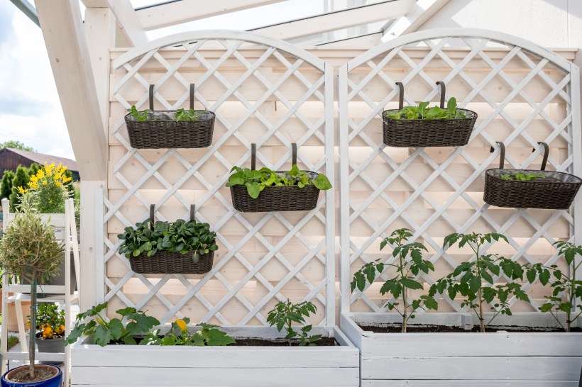 Vegetables growing in a decorative vertical trellis garden and raised bed.