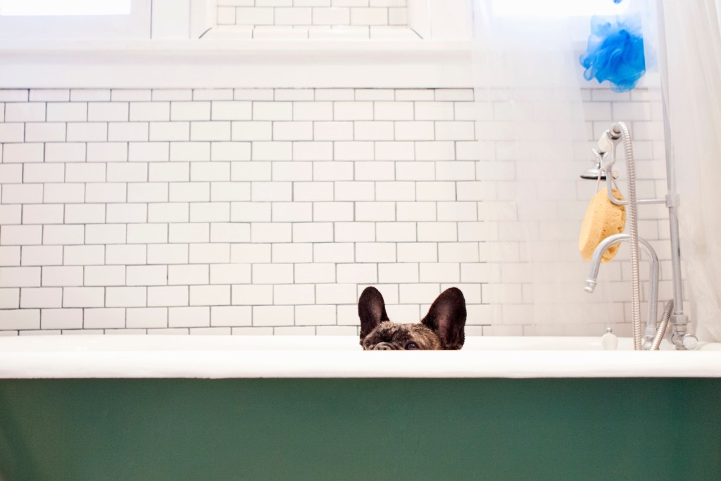 Picture of a refinished bathtub with a french bulldog sitting in the tub.