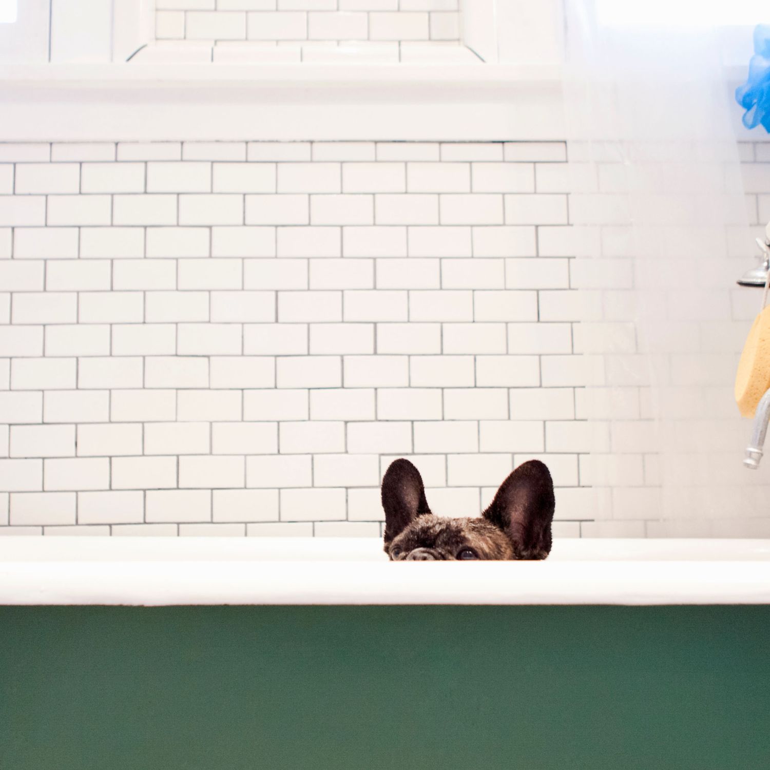 Picture of a refinished bathtub with a french bulldog sitting in the tub.