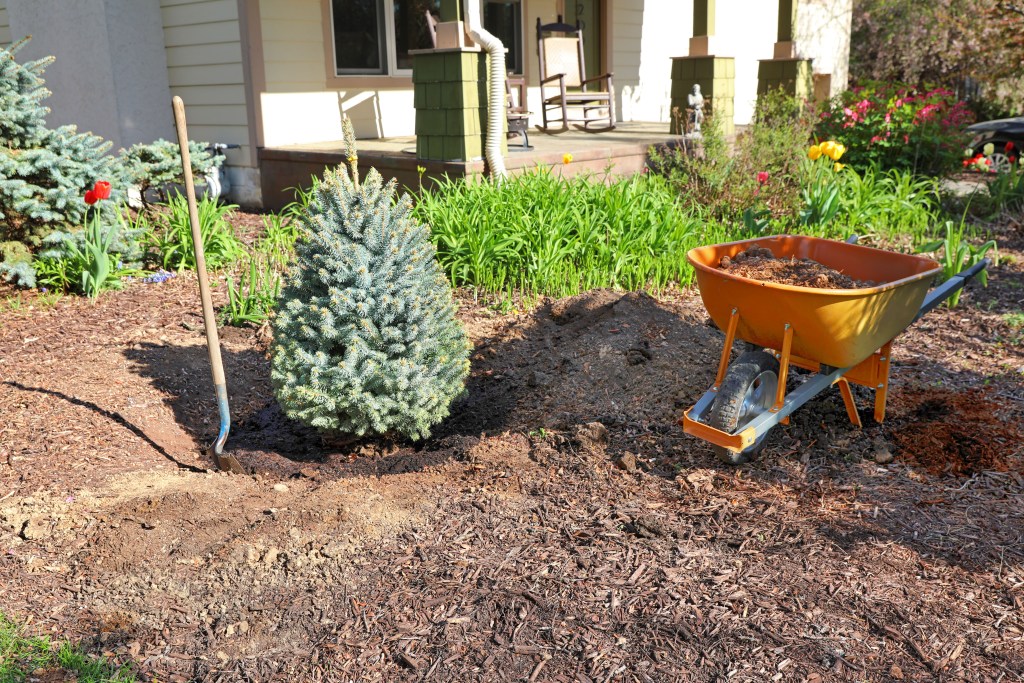 Image of a spruce tree being planted in a front yard.
