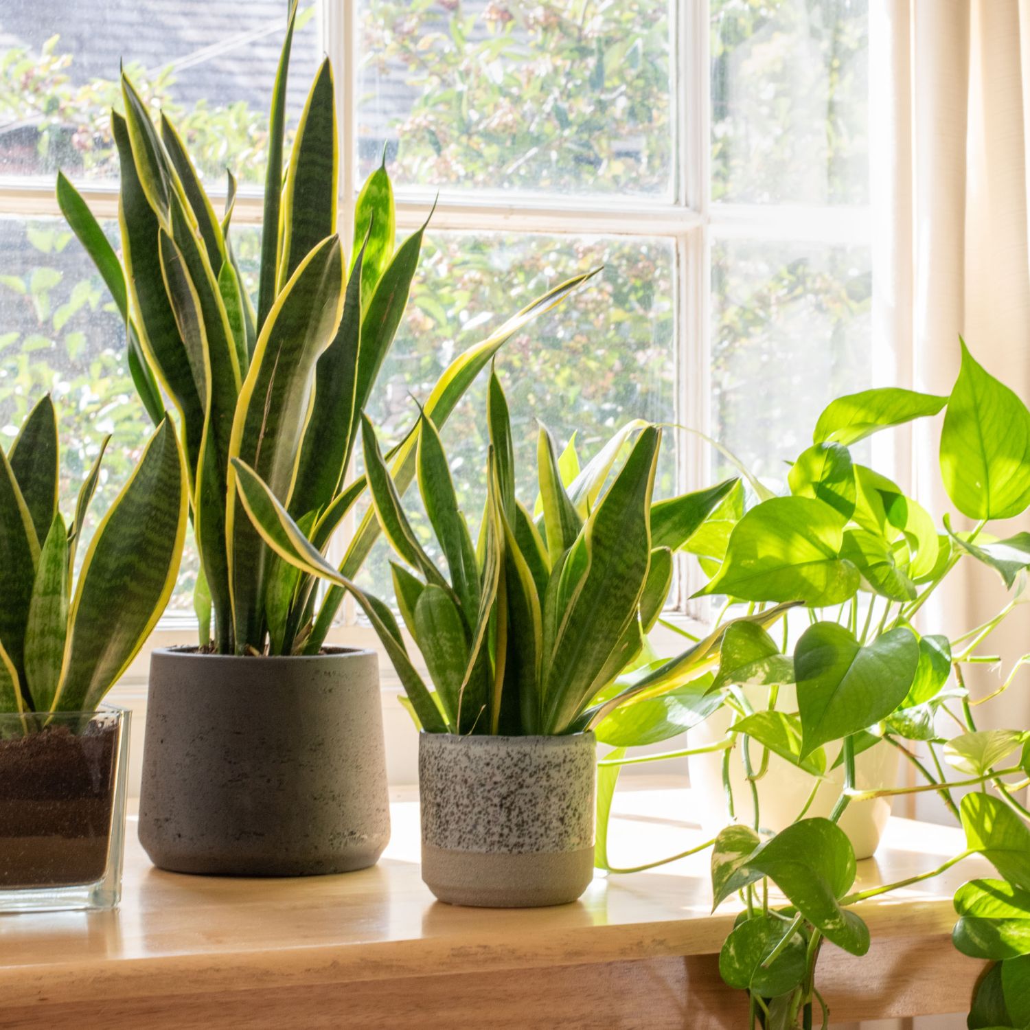 Snake plants and a golden pothos by the window.
