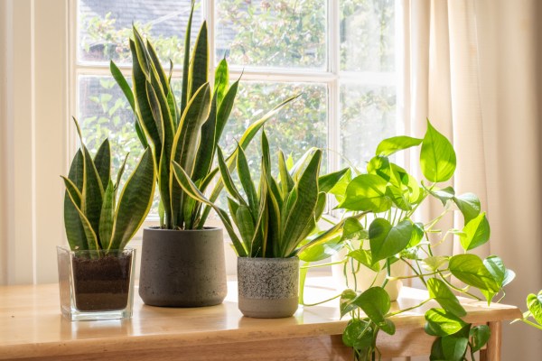 Snake plants and a golden pothos by the window.