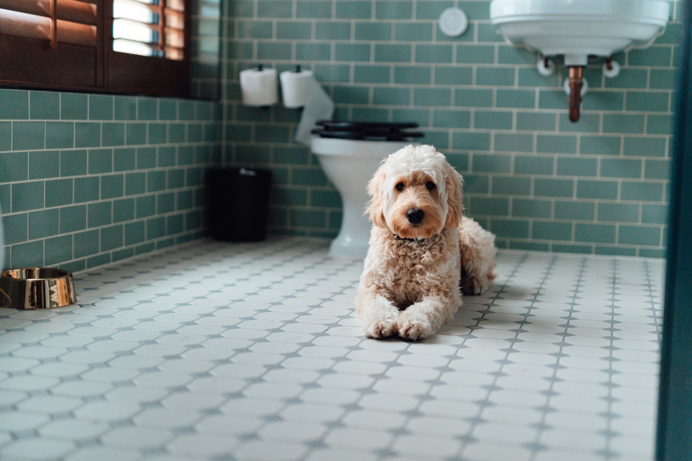 A goldendoodle resting in a bathroom on a heated tile floor.