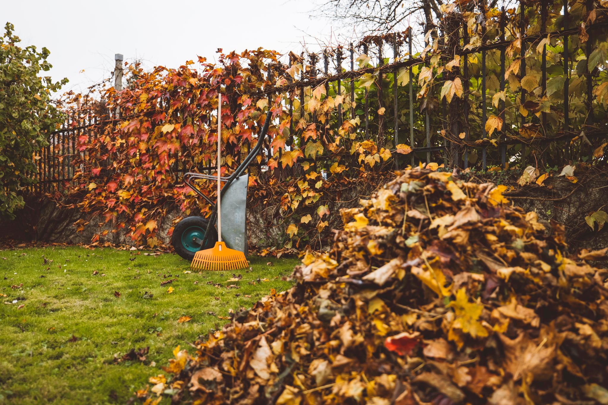 A wheelbarrow and a rake with a pile of autumn leaves ready to be disposed in a backyard.