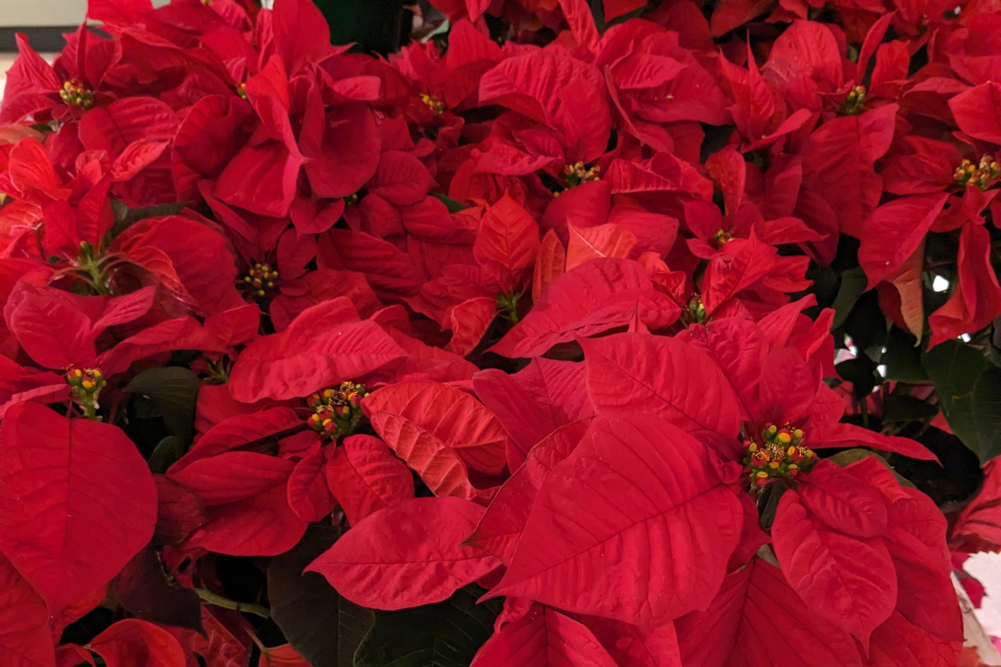 Several beautiful red poinsettias grouped together.
