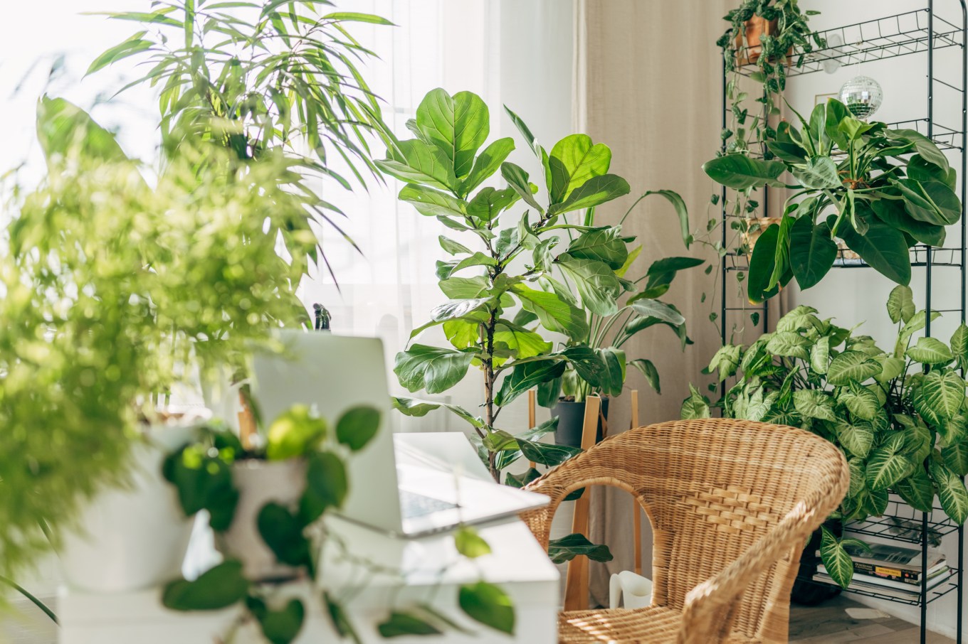 Laptop sitting on a table in the midst of a variety of houseplants.