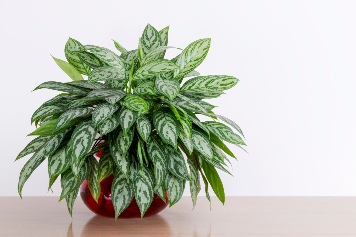 A Chinese Evergreen, Aglaonema modestum, houseplant in a red vase.