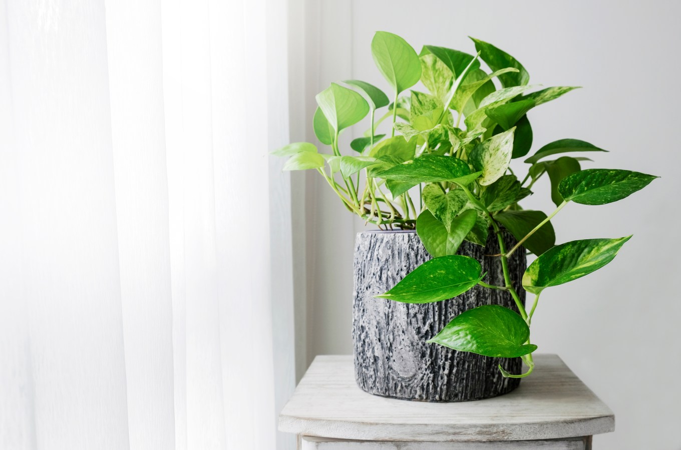 Golden pothos or Epipremnum aureum at a window in the bedroom of a home.