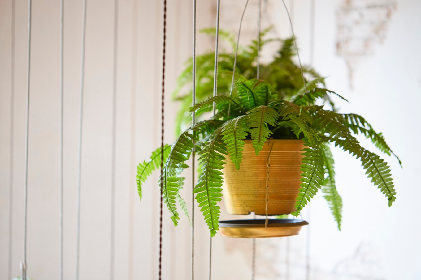 A hanging pot of Boston fern as a decoration.