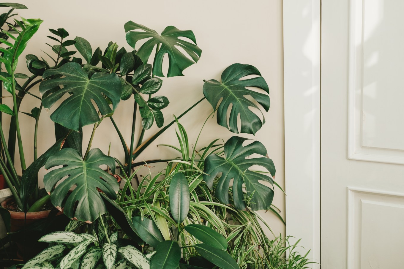 A monstera plant with large leaves against an off-white wall.