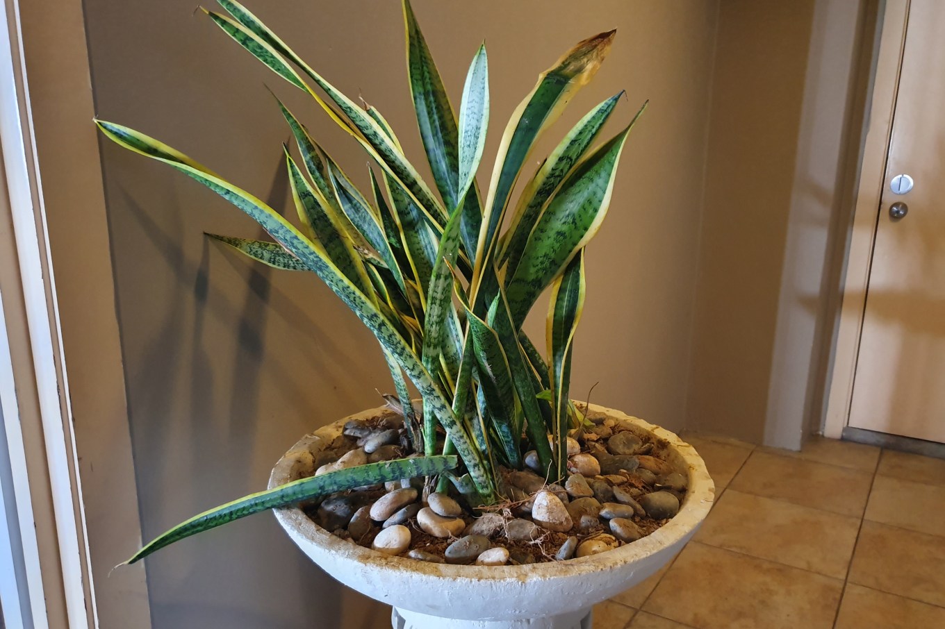 A snake plant, also known as mother-in-law's tongue or sword plant, inside of a house.