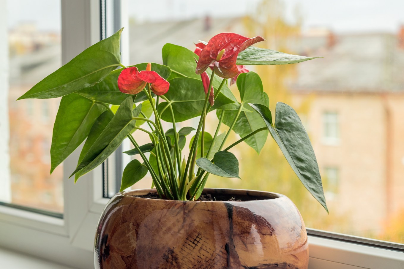 An Anthurium plant that's perennially featured in homes near the window in the room.