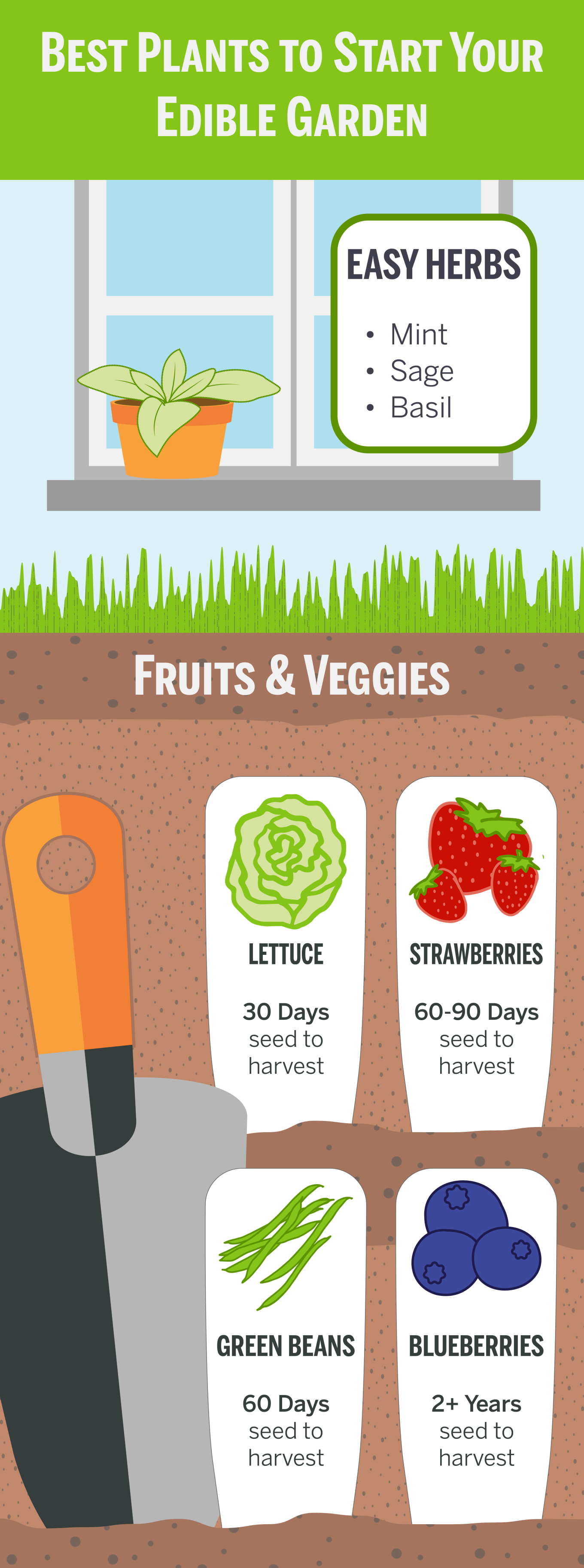 An infographic showing the best plants to start an edible garden (listed below).