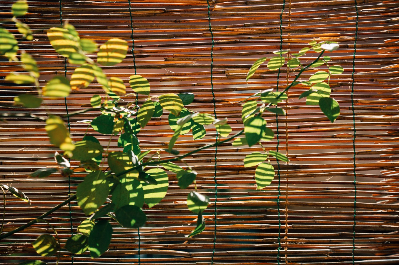 Close up of bamboo blinds with light filtering through.