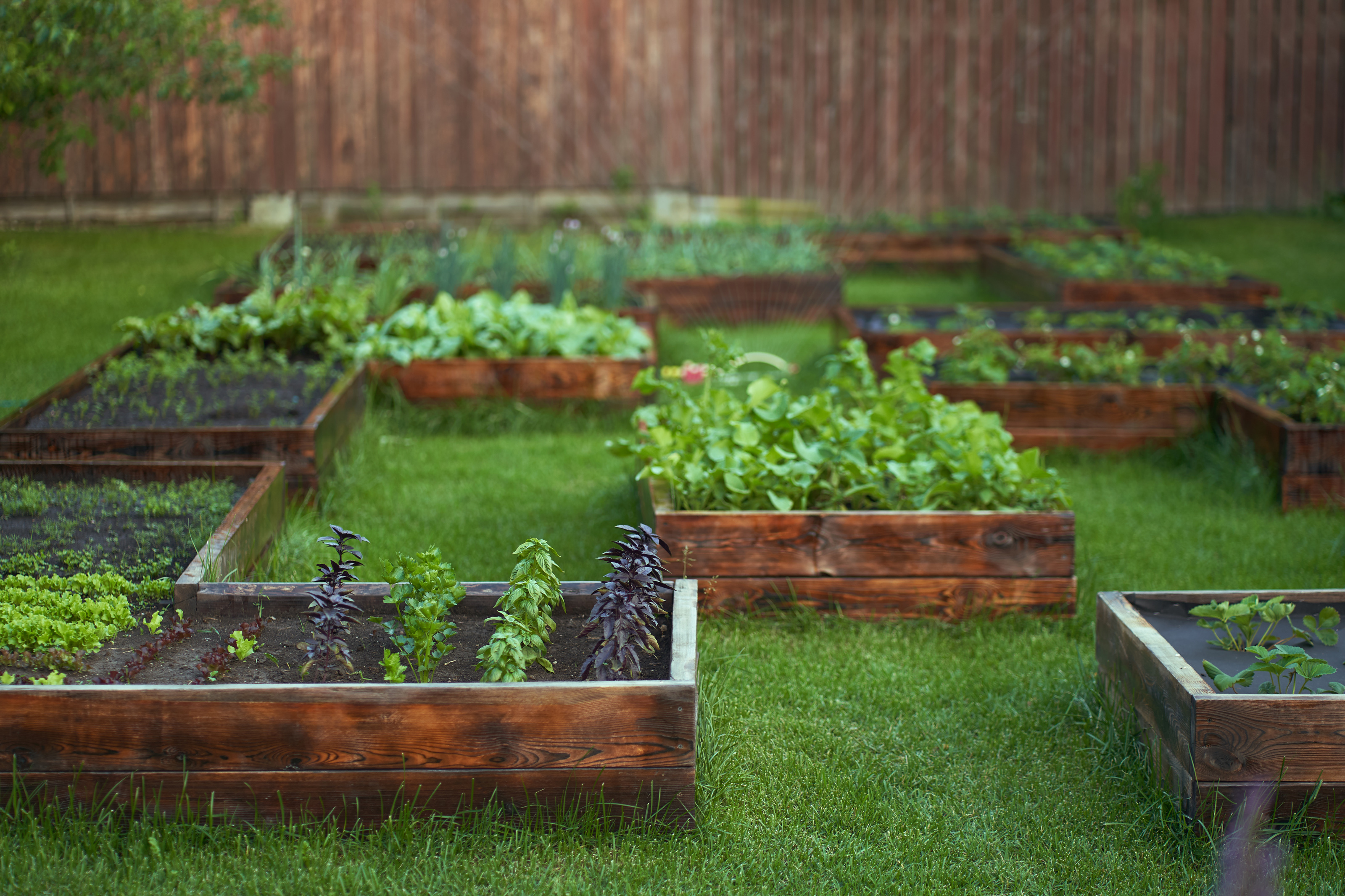 A variety of fruits and vegetables planted in a garden in a yard with an automatic waterer.