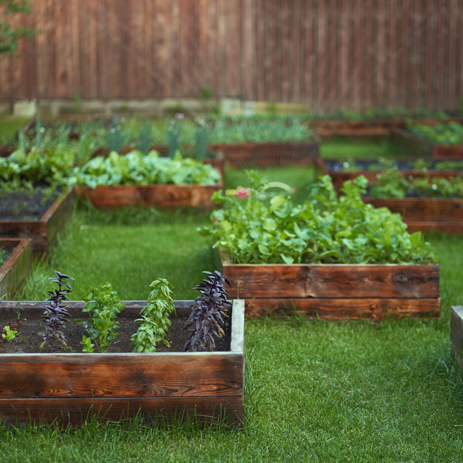 A variety of fruits and vegetables planted in a garden in a yard with an automatic waterer.