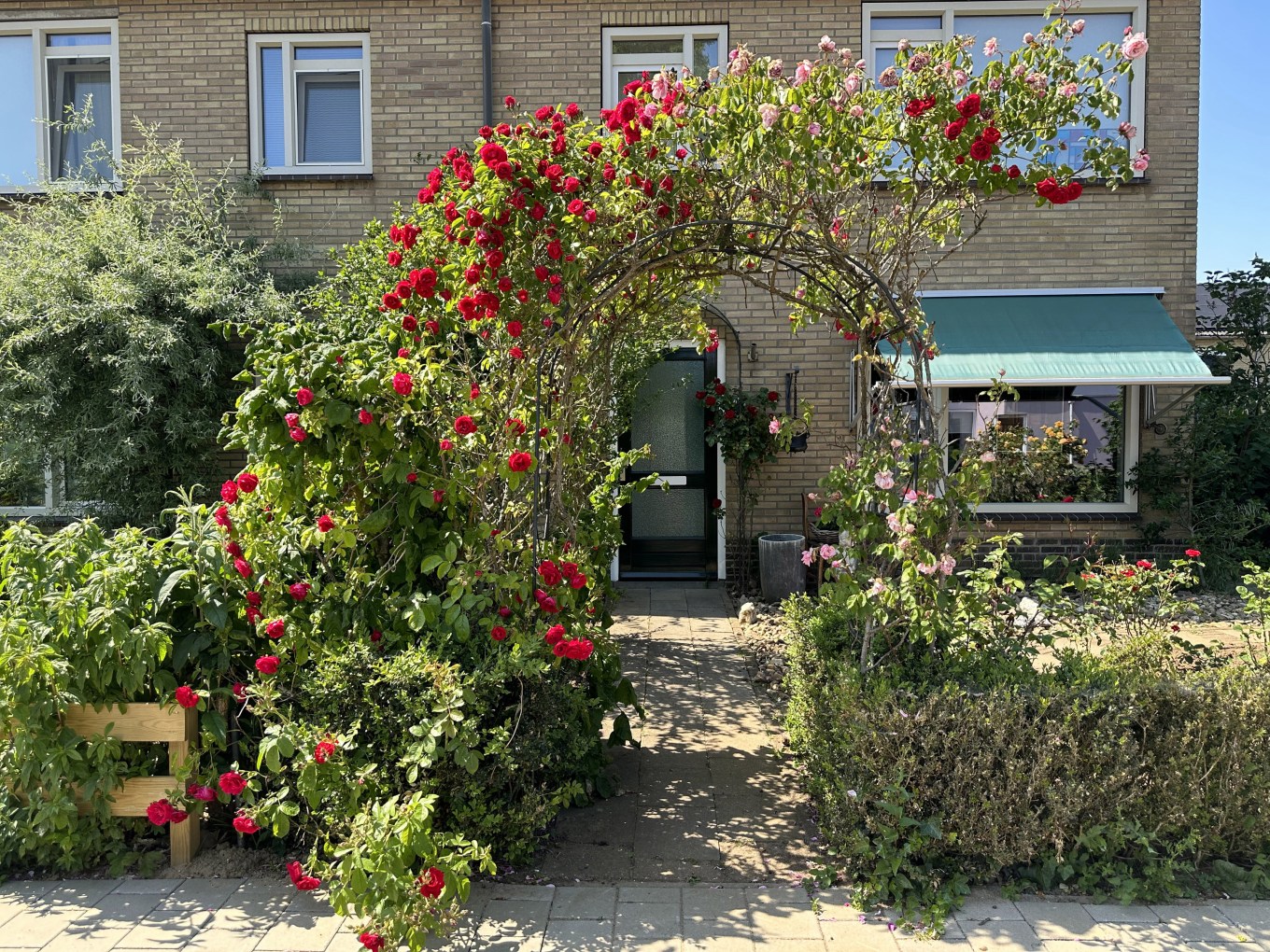 Romantic garden arch with red and pink climbing roses at the home entrance