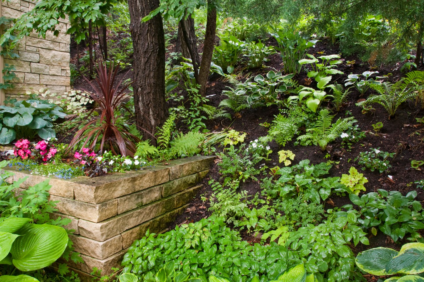 Lush green plants in a beautiful landscape with some sunlight.