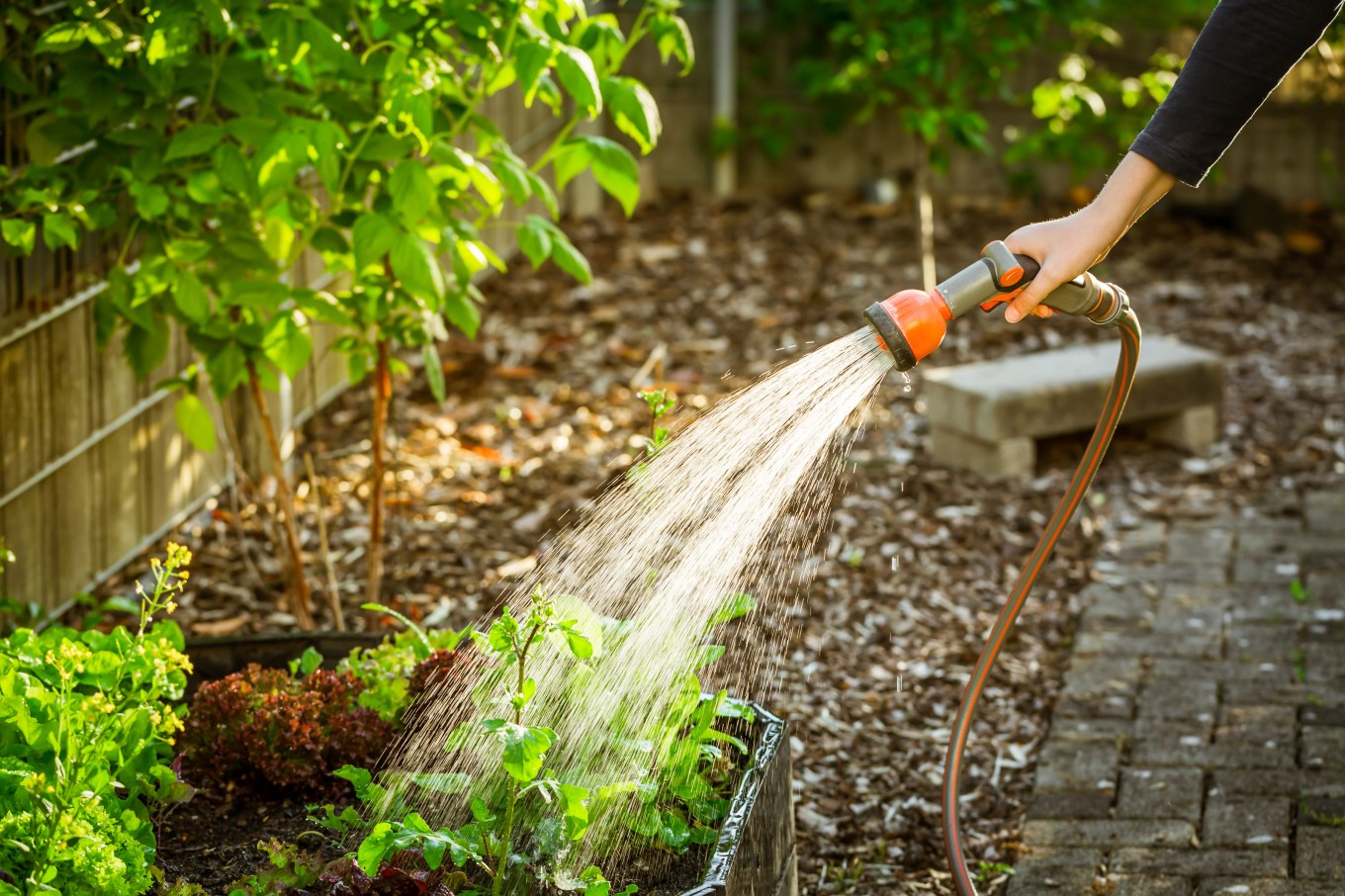 Watering plants in a raised bed in a garden to maintain it.