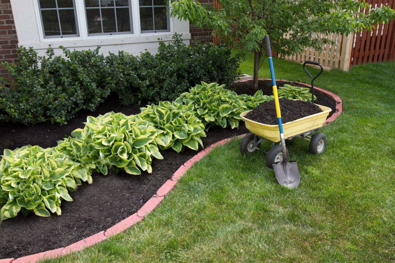 Mulching bed around the house and bushes with a wheelbarrow along with a shovel.