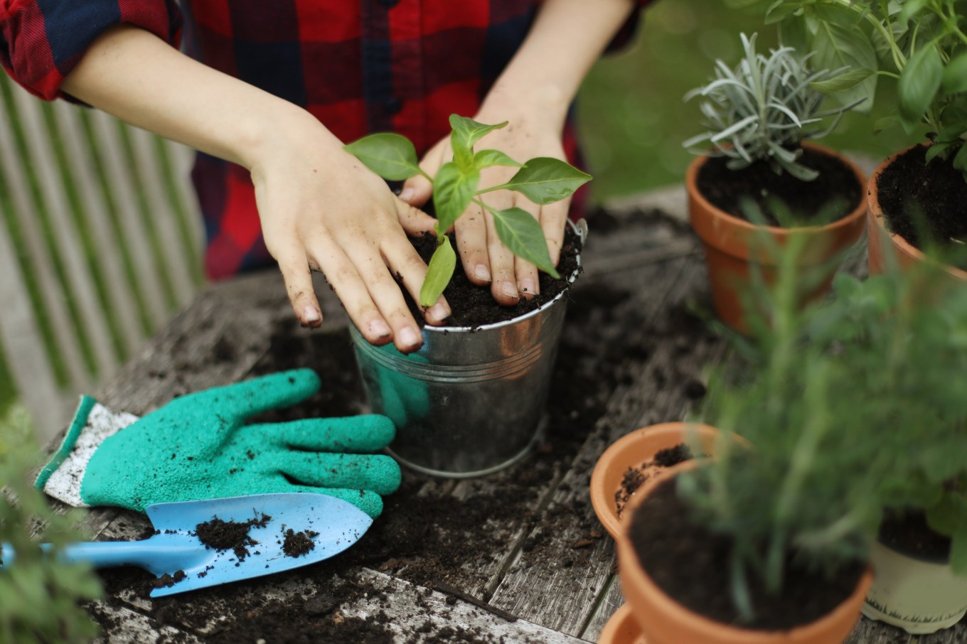 Plants being potted with some beginner gardening tools.