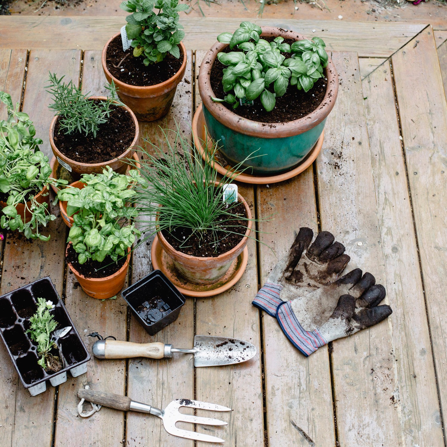 A variety of potted plants, flowers, herbs, and gardening equipment - the start of a garden for a beginner.
