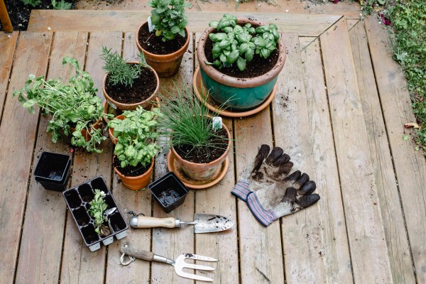 A variety of potted plants, flowers, herbs, and gardening equipment - the start of a garden for a beginner.
