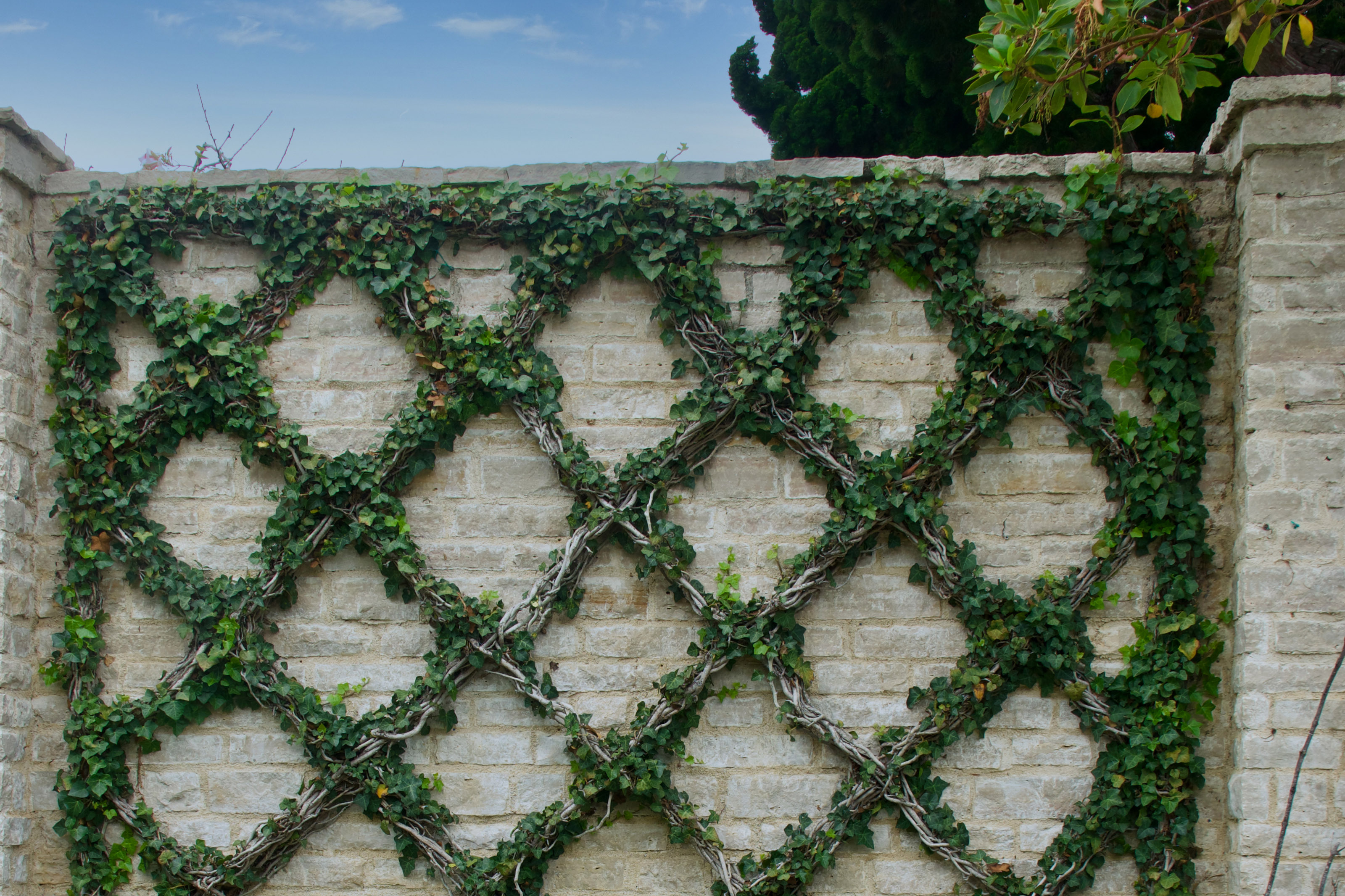 Ivy covered espalier in a crisscross pattern on a block wall