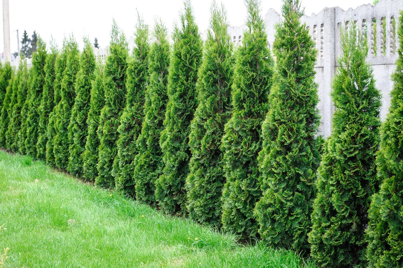 Row of trees in the backyard add privacy to your space.