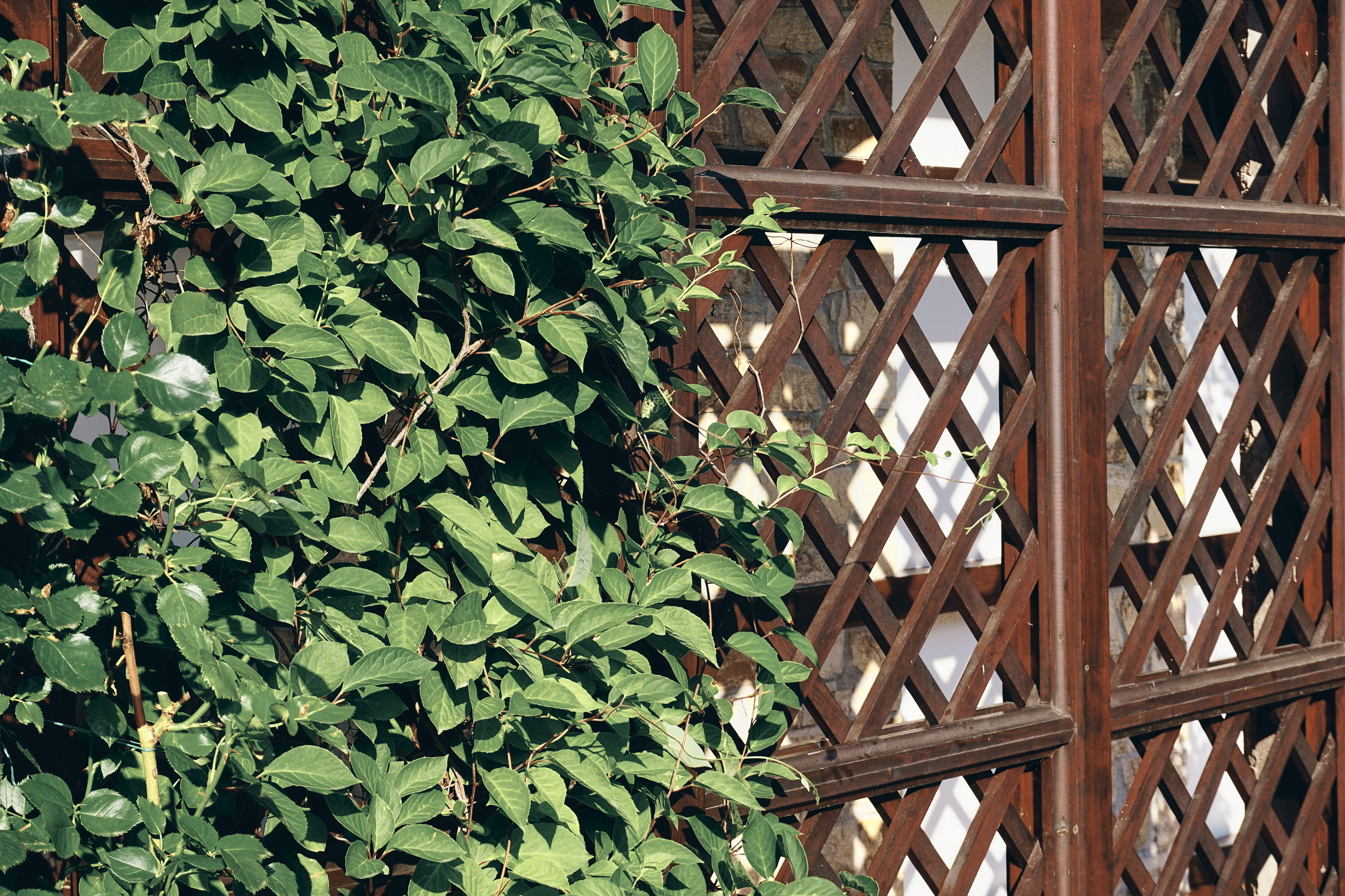 Wooden trellis with attached greenery adds privacy to a backyard