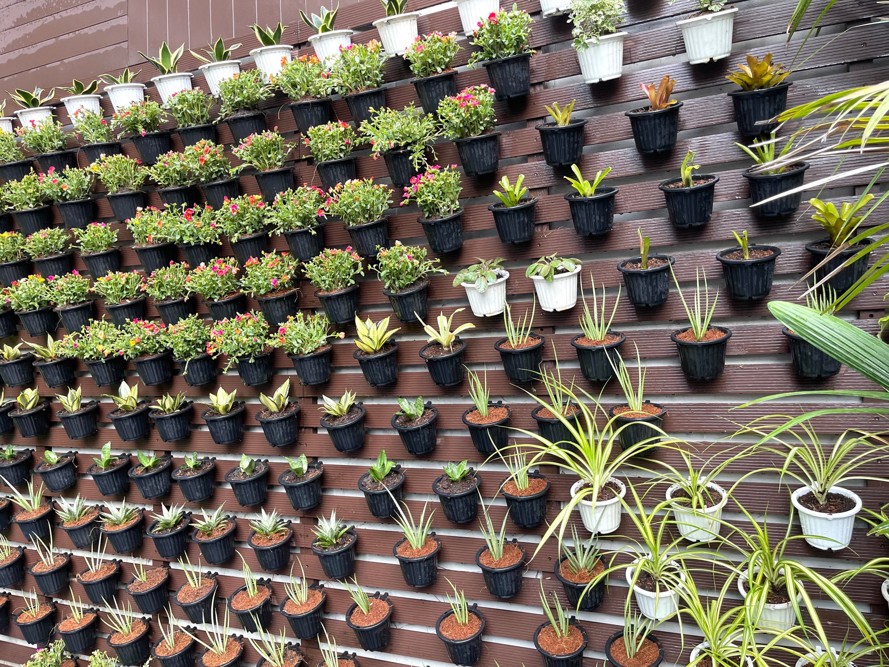 A vertical garden attached to slats creating privacy in the backyard.