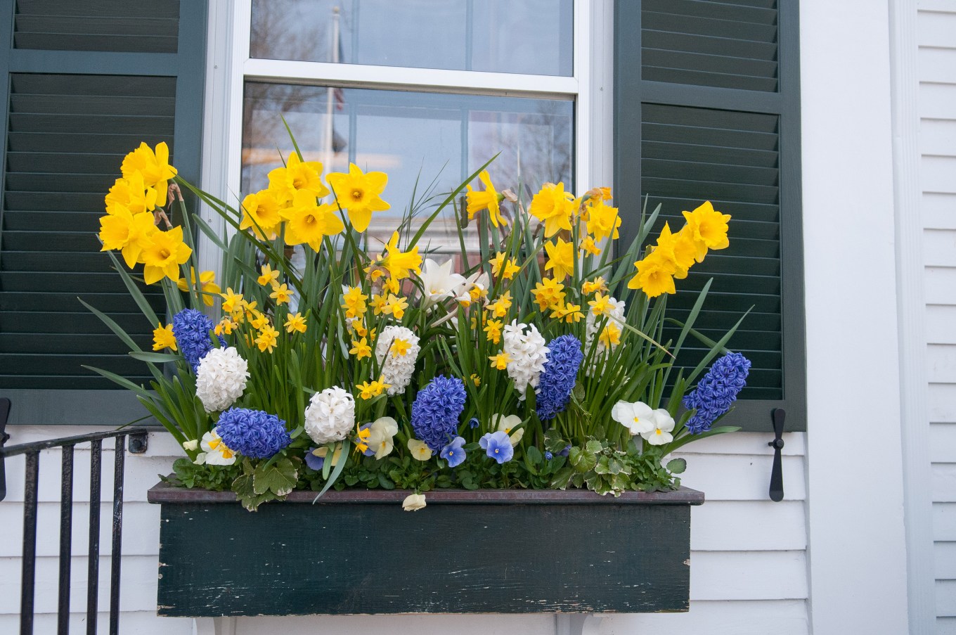 Window box of spring flowers