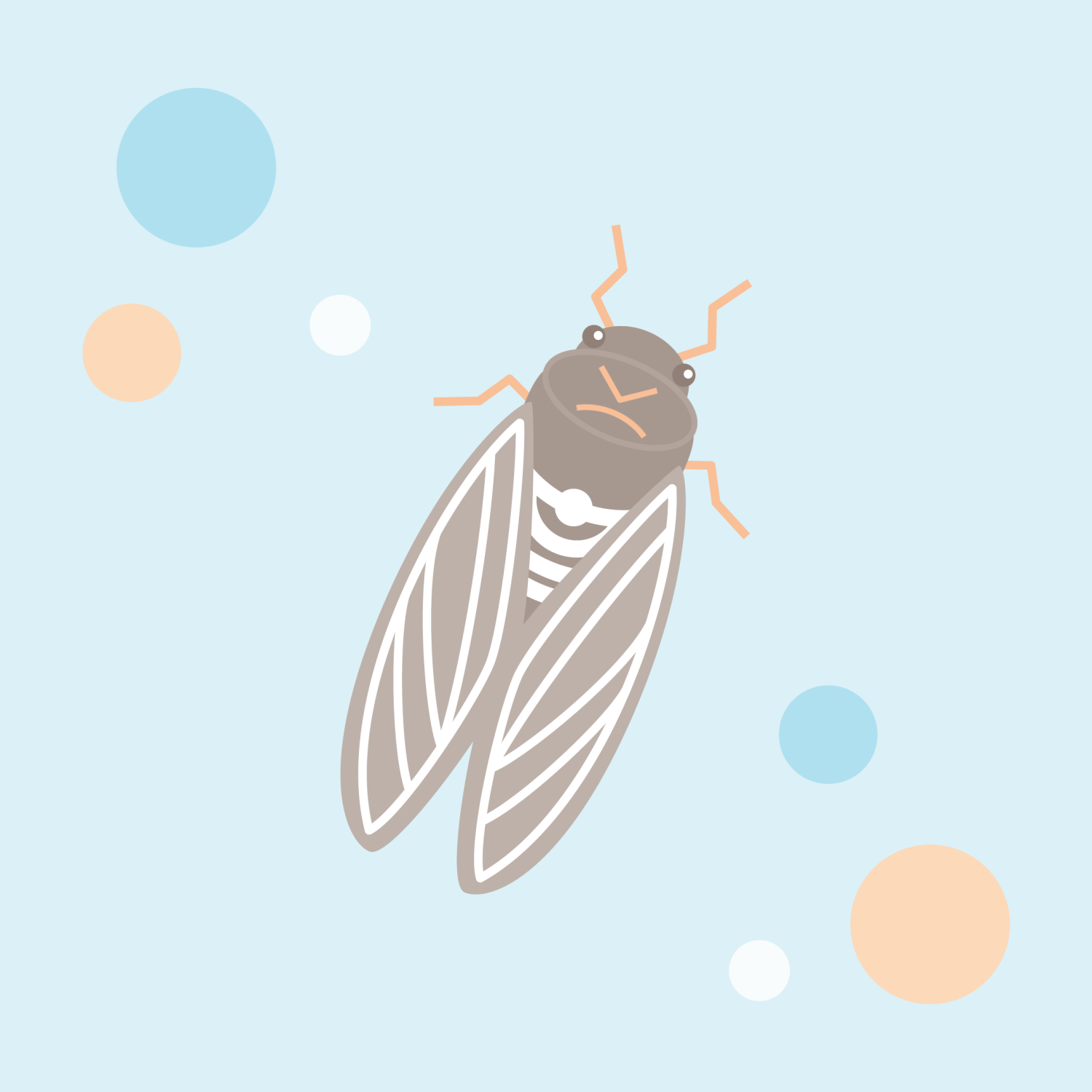 Illustration of a brown cicada like what many people will see.